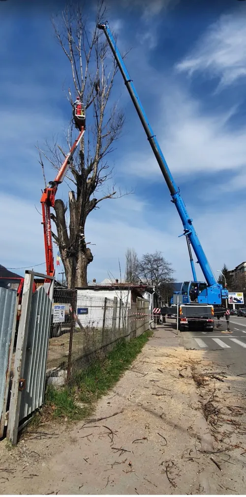 Automacara și o platformă ridicătoare la lucrări de toaletare a unui copac, pe stradă.